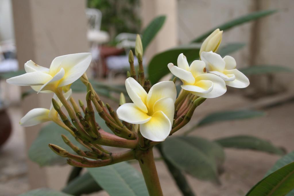 Auberge Keur Diame Dakar Ngoại thất bức ảnh